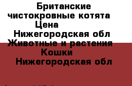 Британские чистокровные котята. › Цена ­ 5 000 - Нижегородская обл. Животные и растения » Кошки   . Нижегородская обл.